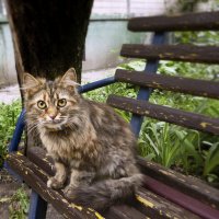 Нет мышей… кот сел на стул :: dana smirnova