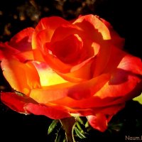 Розы в вечерних лучах солнца :: Лидия (naum.lidiya)