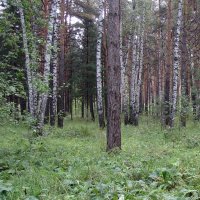Смешанный Бердский лес. :: Мила Бовкун