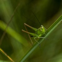 про кузнечиков :: оксана 