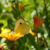 бабочка цветок :: Alisa Koteva 