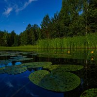 Кувшинки :: Михаил *******