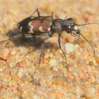 Скакун-межняк (Cicindela hybrida) :: Иван 