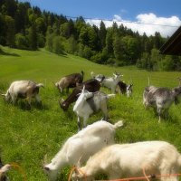 альпиские козы :: vladimir 
