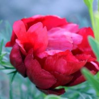 Красный цветок :: Татьяна Ларионова