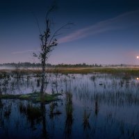 Цепнинские болота ... :: Roman Lunin