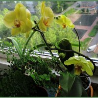 Желтая орхидея :: Вера 
