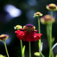 helenium :: Zinovi Seniak