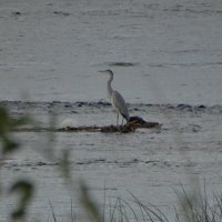 я серая...меня не видно.. :: Михаил Жуковский