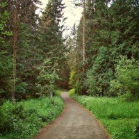Путь в лес. :: ANNA POPOVA