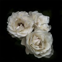 Белые розы. :: Александр 