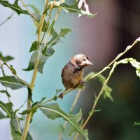 Бесконечно удивлённый воробей. :: Восковых Анна Васильевна 