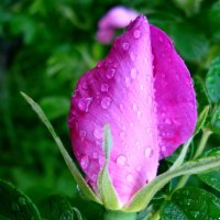 Цветок шиповника после дождя :: pec-2008 