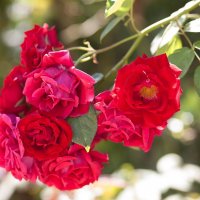 розы :: vladimir 