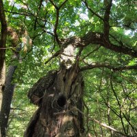 In The Shadow Of The Oaken Tree :: Денис Бочкарёв