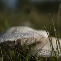 Орошение грибов :: Сергей Шаврин