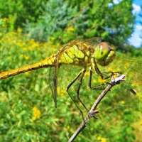 Sympetrum vulgatum - Симпетрум обыкновенный :: ivan 