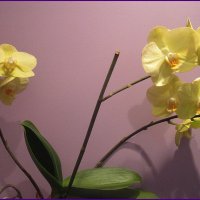 Желтая орхидея :: Вера 