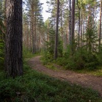 В лесу. :: Андрей Дурапов