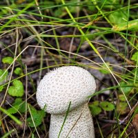 Разнообразный мир грибов ... :: Дмитрий 