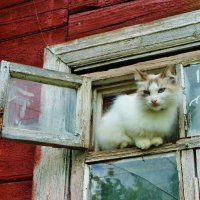 Сидит кошка на окошке ... :: Святец Вячеслав 