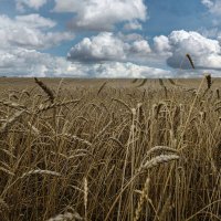 Пшеничное поле :: Алексей Мезенцев