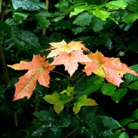 Осенняя листва :: Heinz Thorns