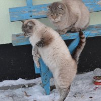 Добрые деревенские кошки... :: Андрей Хлопонин