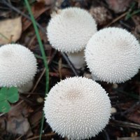 Дождевик — род грибов семейства Шампиньоновые :: Елена Павлова (Смолова)