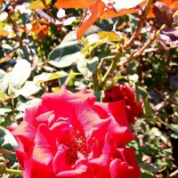 Сентябрьские розы фото №1 :: Владимир Бровко