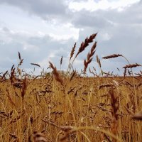 Пшеница :: Светлана 