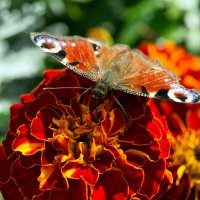 Бабочка красавица... :: Лариса С.