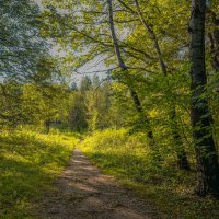 В сентябрьском лесу... :: Владимир Жданов