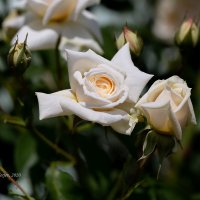 Белые розы :: Александр Синдерёв