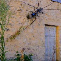 гигантский паук на стене :: Георгий А