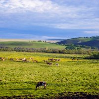 Утренний пейзаж с коровами :: Максим Ахпашев