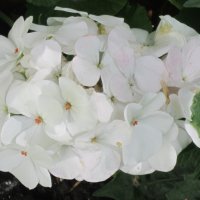 Белые цветы :: Дмитрий Никитин