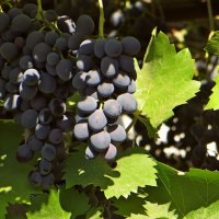 В Аксае во многих дворах растёт виноград, который часто используют в качестве навеса от солнца :: Татьяна Смоляниченко