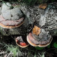 Такие разные грибы :: Наталья Герасимова