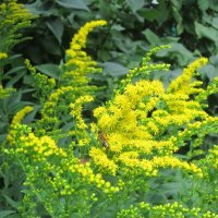 Жёлтые цветы :: Дмитрий Никитин