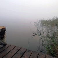 Туманное утро :: Ольга Довженко