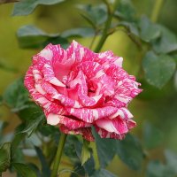 Мраморная роза :: Елена Кирьянова