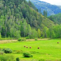 Алтайские зелёные поля. :: Штрек Надежда 