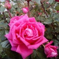 Роза любви... :: Андрей Хлопонин