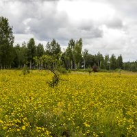 ..Желтое озеро :: оксана 