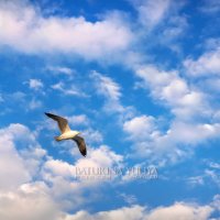 Чайка в небе :: Юлия Батурина