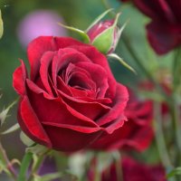 роза в моём саду :: Лариса Терехова 