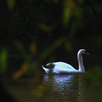 А белый лебедь на пруду :: олег свирский 