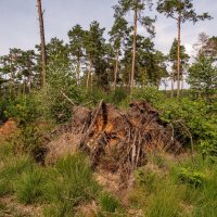Хроники леса :: Николай Гирш