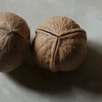 Грецкие орехи. :: сергей 